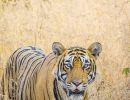 tigre1