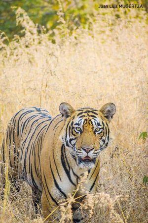 tigre1