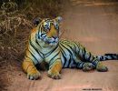 tigre2