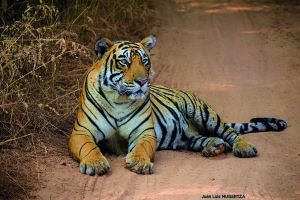 tigre2