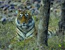 tigre3