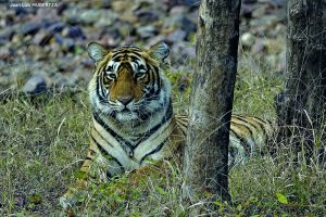 tigre3