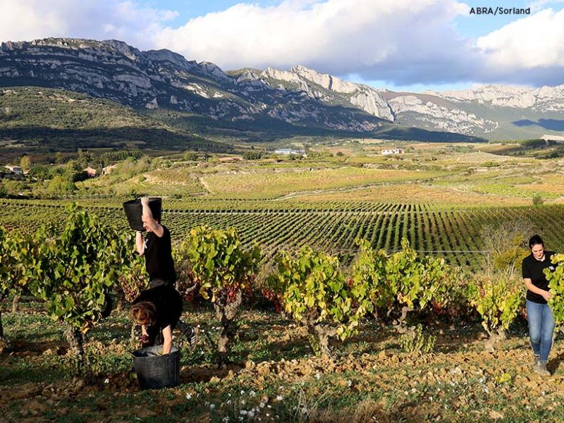 arabako mahastiak arabako mahastiak