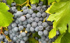 arabako mahastiak3 arabako mahastiak3