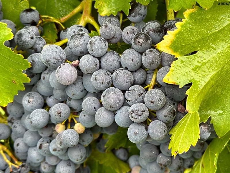 arabako mahastiak3 arabako mahastiak3